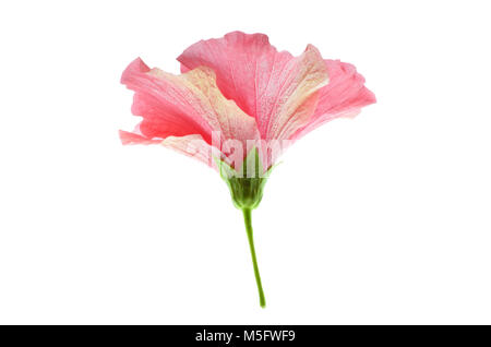 Fleur d'hibiscus rose isolé, une vue latérale photo d'hibiscus rose lumineux blanc isolé sur fond clair, florals dans royaume plantae floraison, pla Banque D'Images