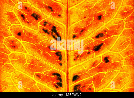 Croton automne et de feuille de texture, motif de feuilles d'automne abstrait et la texture, un portrait photo de corton leaf présente un détail de la texture et le motif Banque D'Images