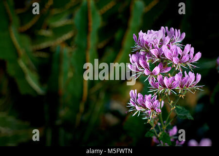 Une grappe de fleurs à rayures rose pelargonium cordifolium contre un succulent vert. Banque D'Images