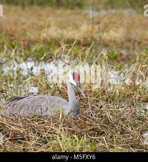 Grue du Canada (Grus canadensis) qui nichent dans les zones humides de Disney World Banque D'Images