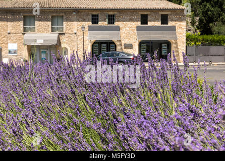 GORDES, FRANCE - 25 juin 2017 : l'essor de la lavande en Provence. Provence, France Banque D'Images