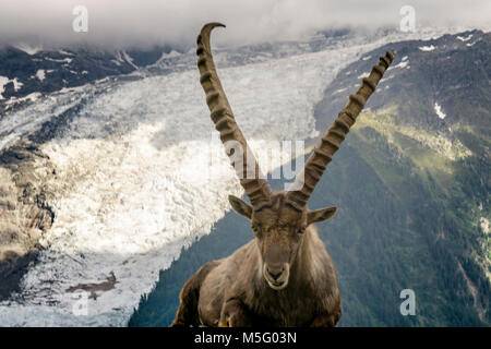 Bouquetin des Alpes sur le fond d'un glacier dans le massif du Mont Blanc. Banque D'Images