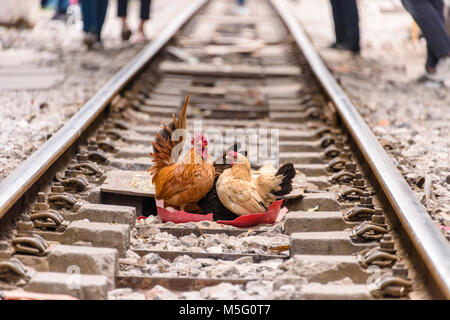 Les poulets se coucher au milieu de 'Train Hanoi Street", une rue étroite dans le centre de Hanoï avec des rails de chemin de fer sur laquelle de nombreuses familles vivent, Cook, manger et se laver. Banque D'Images