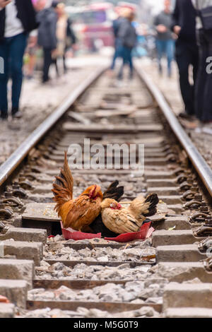 Les poulets se coucher au milieu de 'Train Hanoi Street", une rue étroite dans le centre de Hanoï avec des rails de chemin de fer sur laquelle de nombreuses familles vivent, Cook, manger et se laver. Banque D'Images