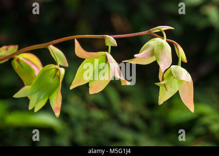 Marsh Sarracénie, Flugtrumpet (Heliamphora nutans) Banque D'Images