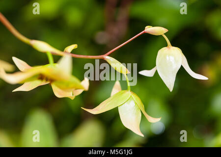 Marsh Sarracénie, Flugtrumpet (Heliamphora nutans) Banque D'Images