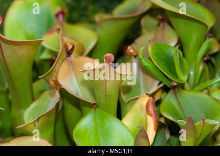 Marsh Sarracénie, Flugtrumpet (Heliamphora nutans) Banque D'Images