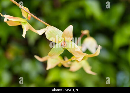 Marsh Sarracénie, Flugtrumpet (Heliamphora nutans) Banque D'Images