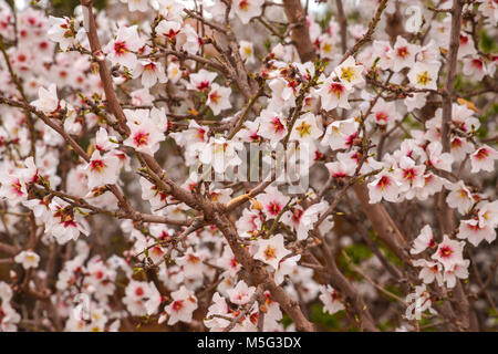 Moulay en pleine floraison, le Maroc. Banque D'Images