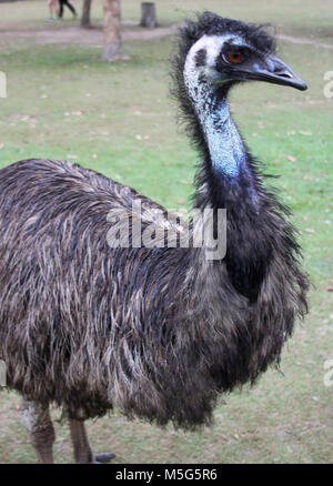 L'UEM, Dromaius novaehollandiae, Lone Pine Koala Sanctuary, Brisbane, Australie Banque D'Images