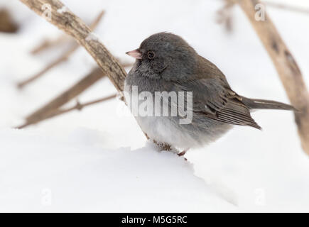 Le Junco ardoisé (Junco hyemalis) sur le blanc de la neige fond, l'Iowa, Jester Park, États-Unis Banque D'Images