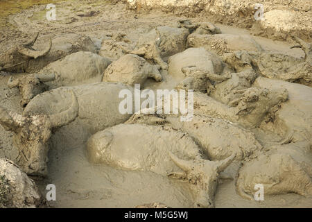 Les buffles d'eau se vautrer dans une piscine de boue près de Vang Vieng, Laos Banque D'Images