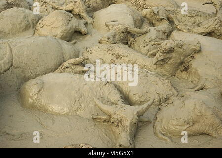 Les buffles d'eau se vautrer dans une piscine de boue près de Vang Vieng, Laos Banque D'Images