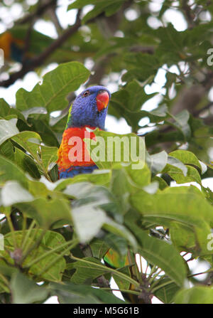 Rainbow lorikeet dans un arbre, Trichoglossus moluccanus, Lone Pine Koala Sanctuary, Brisbane, Australie Banque D'Images