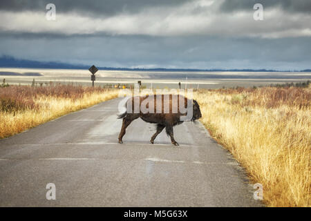 Jeune bison américain traverse une route dans le Parc National de Grand Teton, Wyoming, États-Unis. Banque D'Images