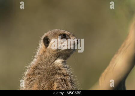 Meerkat, Suricata suricat,animaux en captivité, au début du printemps, diffus fond vert. À l'affût des signes de danger Banque D'Images