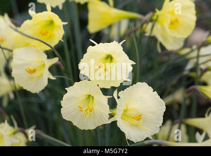 Narcissus bulbocodium x romieuxii fleurs dans un environnement protégé. Banque D'Images