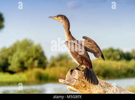 Cormoran (Phalacrocorax auritus) dans le Delta du Danube Roumanie Banque D'Images