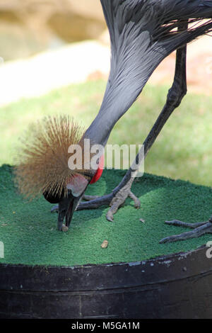 Gray, grue couronnée (Balearica regulorum), Afrique du Sud Banque D'Images