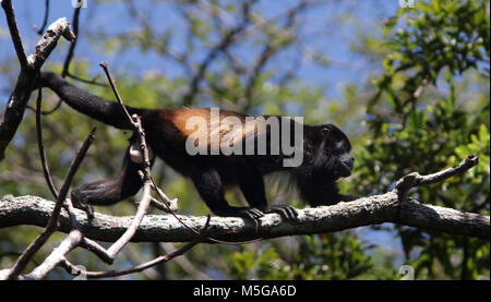 Singe hurleur du Parc national Corcovado, péninsule d'Osa, au Costa Rica. Banque D'Images