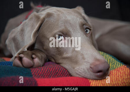 Chien couché Banque D'Images