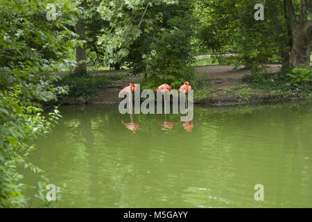 Les flamants dans le Zoo de Budapest Banque D'Images