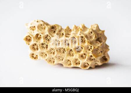 Dead Sea coral structure macro isolé sur fond blanc Banque D'Images