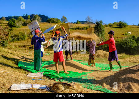 Récolte de riz est nettoyé de spathes par les hommes sur les champs dans les collines de la région tribale de la manière traditionnelle Banque D'Images