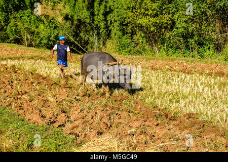 Un agriculteur laboure un champ avec un buffle dans les collines de la région tribale Banque D'Images