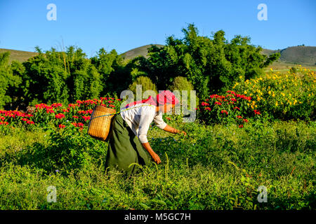 Les agriculteurs d'une femme est la récolte de la verdure des collines de la région tribale de la manière traditionnelle Banque D'Images