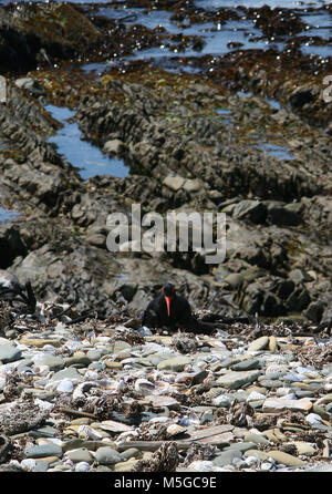 Sur l'Afrique de l'huîtrier Haematopus moquini, plage (), Cape Town, Western Cape, Afrique du Sud. Banque D'Images