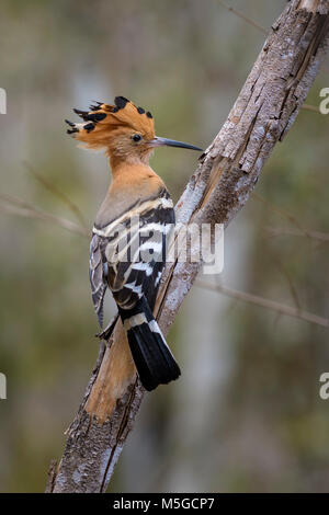 Huppe fasciée - Upupa marginata Madagascar, beaux oiseaux endémiques de Madagascar orange de la forêt. Banque D'Images