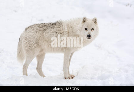 "Croyez-moi, ou non !" dit le loup arctique Banque D'Images