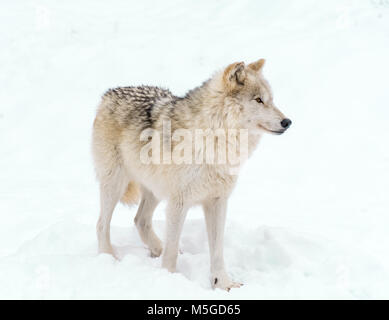 Wolfe de l'Arctique sur la montre Banque D'Images