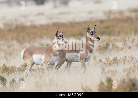 L'Antilope n Banque D'Images