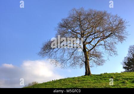 Paysage rural et un arbre de chêne entre Sariego et Nava, Asturias, Espagne Banque D'Images