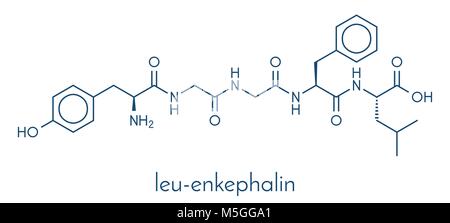 Leu-enképhaline peptide opioïde endogène molécule. Formule topologique. Illustration de Vecteur