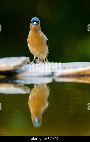 Chaffinch (Fringilia coelebs) Petit oiseau, baignade, été chaud, thristy Banque D'Images