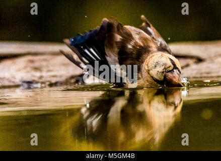 Coccothraustes Hawfinch (coccotrhraustes). L'Espagne. Le sud. Banque D'Images