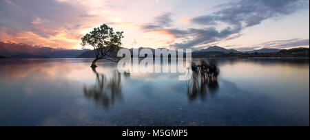 Wanaka iconique arbre shot New Zealand photographers Banque D'Images