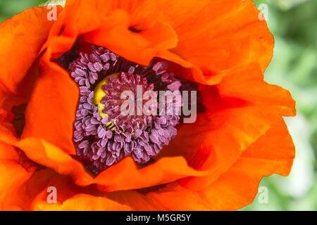 Close-up d'un coquelicot rouge sur fond vert. Banque D'Images