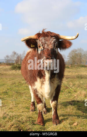 English Longhorn bovins (Bos primigenius) Banque D'Images