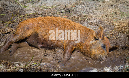 Hungarain porc mangalica Banque D'Images