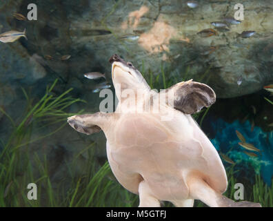 Nez de cochon (Carettochelys insculpta) dans Poema del Mar, nouvel aquarium à Las Palmas, Gran Canaria, Îles Canaries, Espagne Banque D'Images