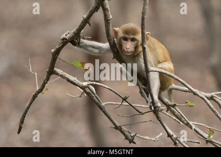 Les jeunes macaques rhésus assis sur une branche sans feuilles sur un petit lac en hiver Banque D'Images