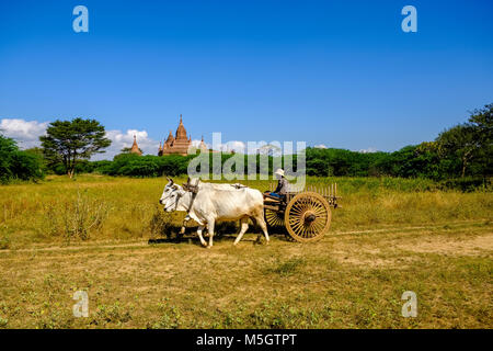 Un agriculteur est conduite sur une charrette à travers le site archéologique, une pagode de Bagan dans la distance Banque D'Images