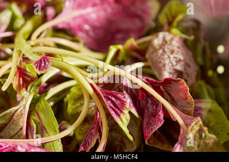 Amarante rouge, un type d'épinards populaire dans la cuisine asiatique Banque D'Images