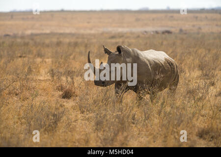 Un rhinocéros blanc ou square-lipped rhinoceros (Ceratotherium simum) dans les hautes herbes sèches, le Parc National de Nairobi, Kenya Banque D'Images