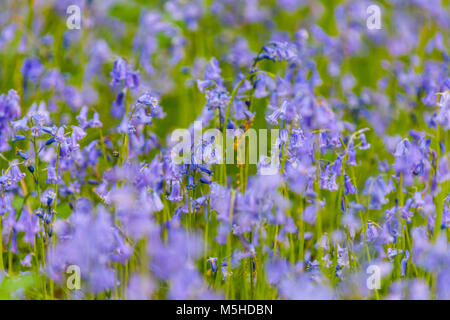 Bluebells sur un arrière-plan flou, Richmond Park, London, UK Banque D'Images