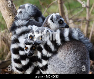 Gros plan de troupe, de complot, de congrès de mignons lémuriens à queue périphérique (Lemur catta) ont mené ensemble. Animaux en captivité, West Midland Safari Park, Royaume-Uni. Banque D'Images